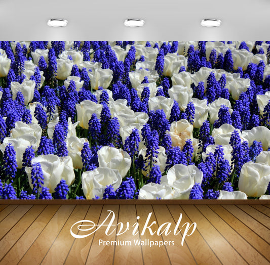 Avikalp Exclusive Awi1601 Beautiful White Tulip Flowers Full HD Wallpapers for Living room, Hall, Ki