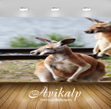 Avikalp Exclusive Premium kangaroo HD Wallpapers for Living room, Hall, Kids Room, Kitchen, TV Backg