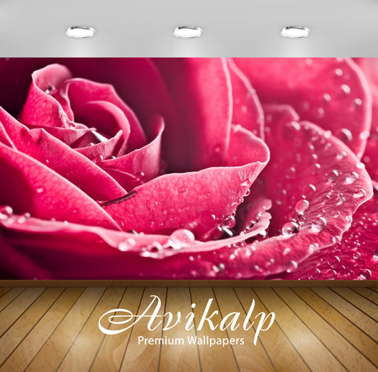 Avikalp Exclusive Awi1650 Beautiful Rose Full HD Wallpapers for Living room, Hall, Kids Room, Kitche