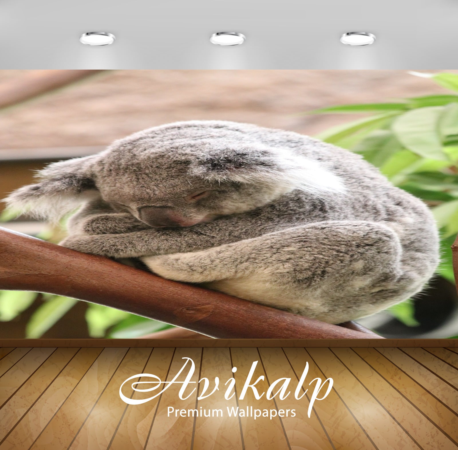 Avikalp Exclusive Premium koala HD Wallpapers for Living room, Hall, Kids Room, Kitchen, TV Backgrou