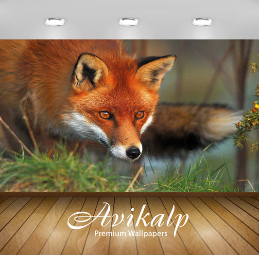 Avikalp Exclusive Awi1771 Fox Full HD Wallpapers for Living room, Hall, Kids Room, Kitchen, TV Backg