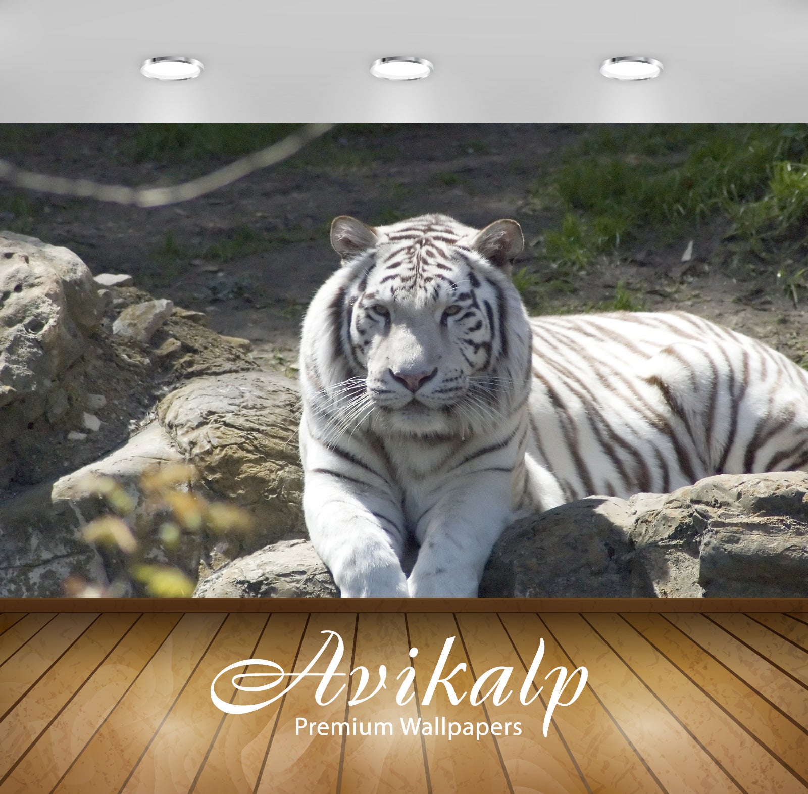 Avikalp Exclusive Awi1822 Tiger Full HD Wallpapers for Living room, Hall, Kids Room, Kitchen, TV Bac