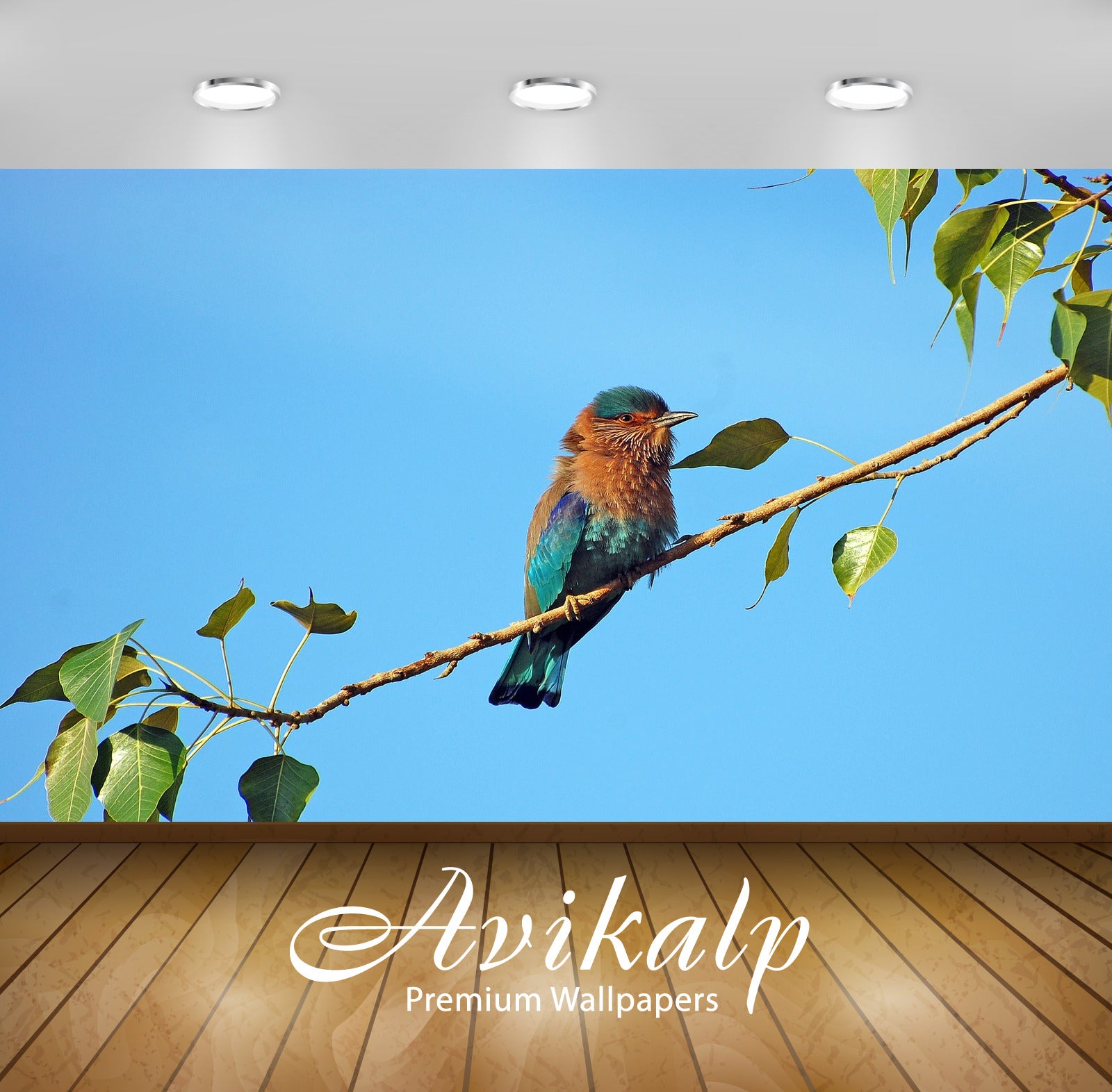 Avikalp Exclusive Premium bird HD Wallpapers for Living room, Hall, Kids Room, Kitchen, TV Backgroun