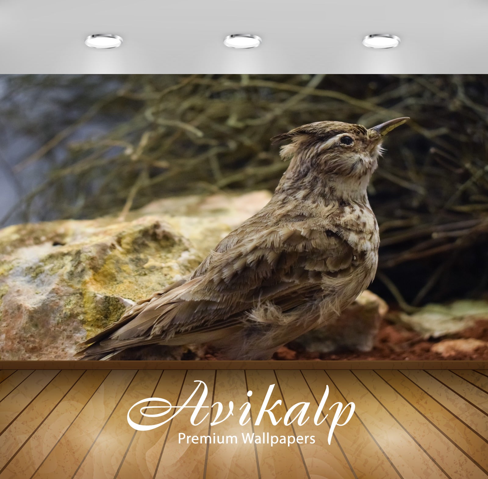 Avikalp Exclusive Premium lark HD Wallpapers for Living room, Hall, Kids Room, Kitchen, TV Backgroun