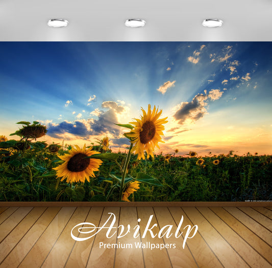 Avikalp Exclusive Awi1950 Beautiful Sunflowers Full HD Wallpapers for Living room, Hall, Kids Room,