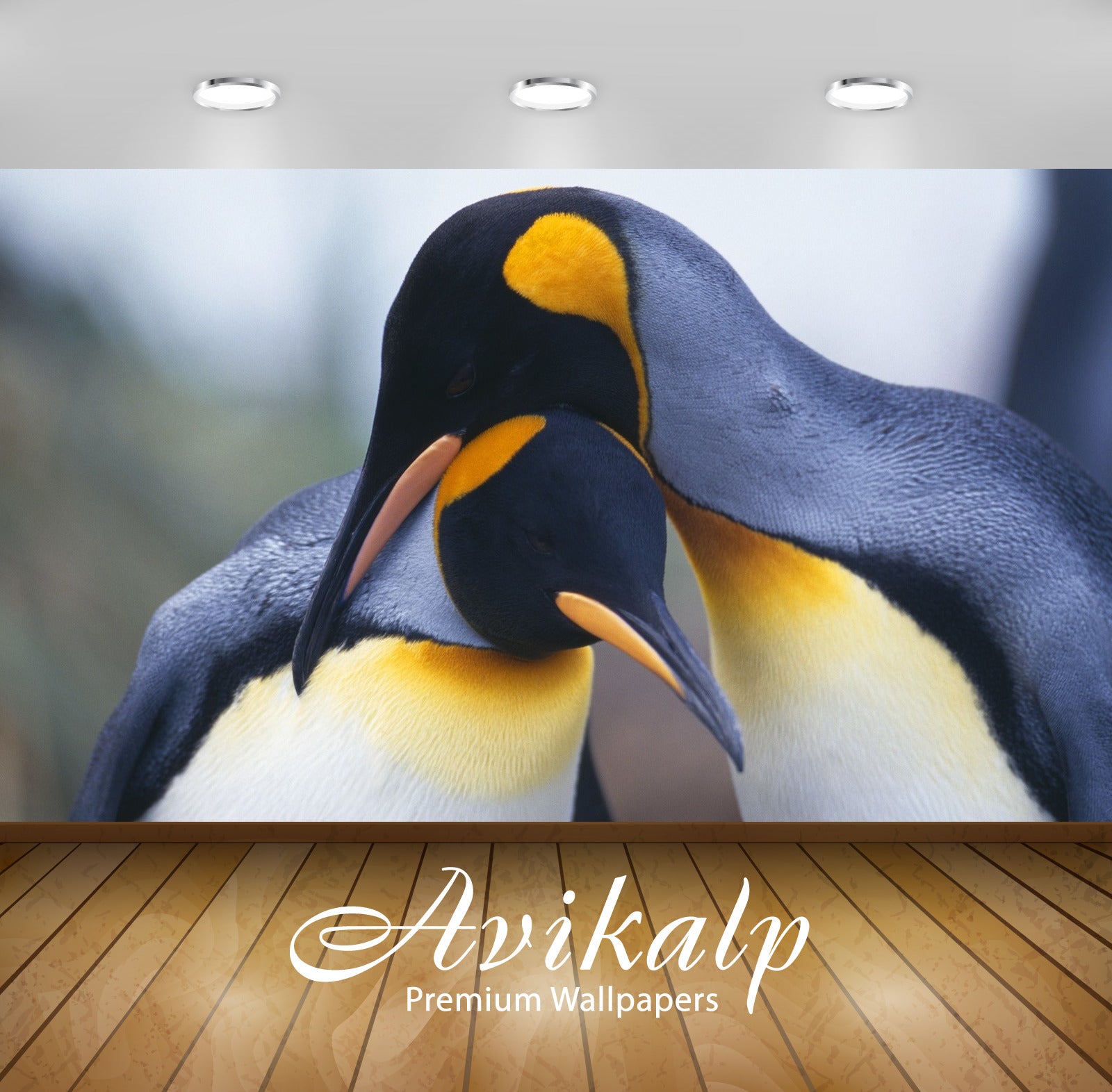 Avikalp Exclusive Awi1956 Penguins Full HD Wallpapers for Living room, Hall, Kids Room, Kitchen, TV