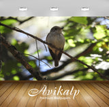Avikalp Exclusive Premium bird HD Wallpapers for Living room, Hall, Kids Room, Kitchen, TV Backgroun