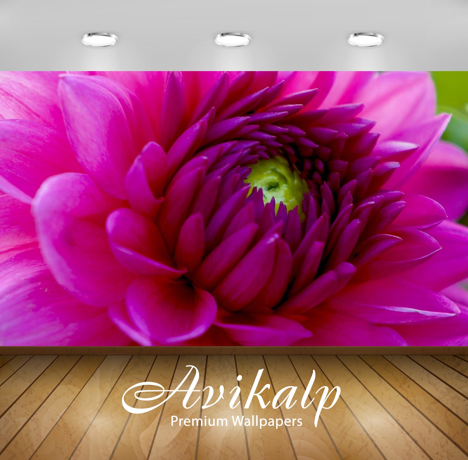 Avikalp Exclusive Awi2038 Beautiful Purple Dahlia Macro Flower  Full HD Wallpapers for Living room,