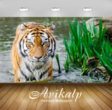 Avikalp Exclusive Awi2039 Bengali Tiger Animals  Full HD Wallpapers for Living room, Hall, Kids Room