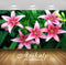 Avikalp Exclusive Awi2125 Pink Krin Spring Flowers  Full HD Wallpapers for Living room, Hall, Kids R