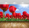 Avikalp Exclusive Awi2148 Spring Flowers Field With Red Tulips And Blue Sky Sunlight  Full HD Wallpa