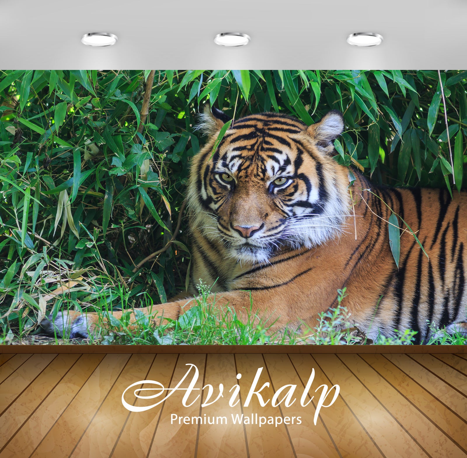 Avikalp Exclusive Awi2161 Tiger  Full HD Wallpapers for Living room, Hall, Kids Room, Kitchen, TV Ba