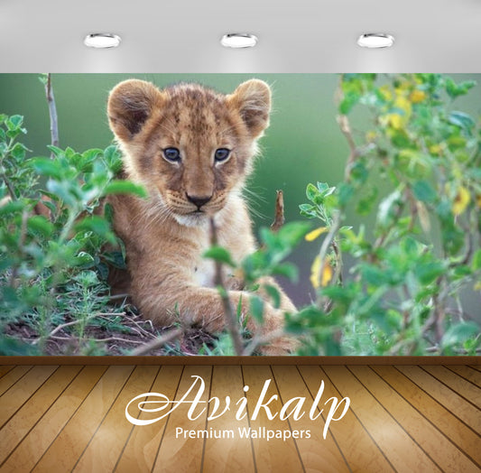 Avikalp Exclusive Awi2370 Animal Young Lion In Green Bush Full HD Wallpapers for Living room, Hall,