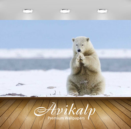 Avikalp Exclusive Awi2376 Animals Of Greenland White Polar Bear Heating Of Cold Feet Full HD Wallpap