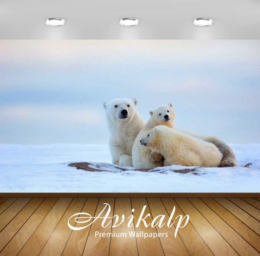 Avikalp Exclusive Awi2377 Animals Polar Bear Family Hours Of Rest Full HD Wallpapers for Living room