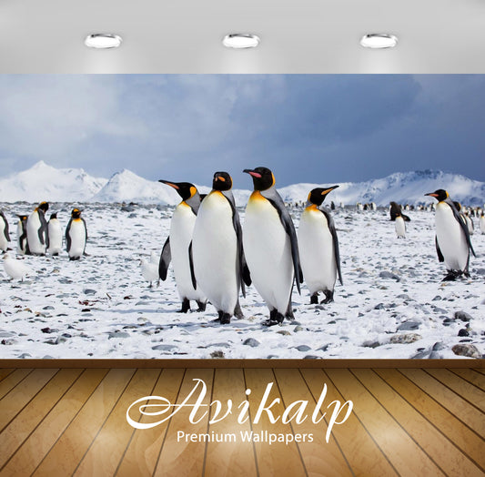 Avikalp Exclusive Awi2379 Antarctica Empire Of King Penguins Aptenodytes Patagonicus Full HD Wallpap