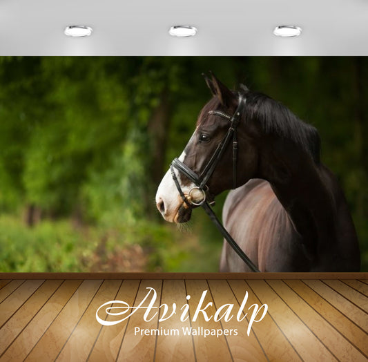 Avikalp Exclusive Awi2425 Beautiful Horse Full HD Wallpapers for Living room, Hall, Kids Room, Kitch