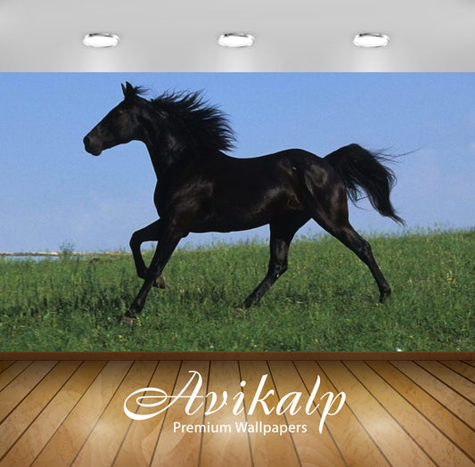 Avikalp Exclusive Awi2446 Black Horse Galloping In A Field Of Green Grass Full HD Wallpapers for Liv