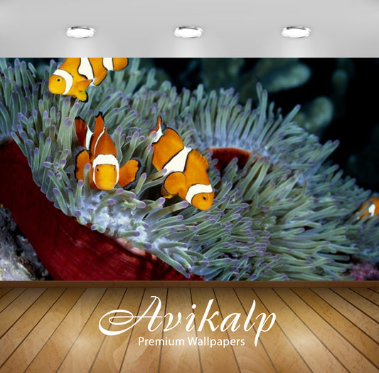 Avikalp Exclusive Awi2508 Clownfish Sea Corals Full HD Wallpapers for Living room, Hall, Kids Room,