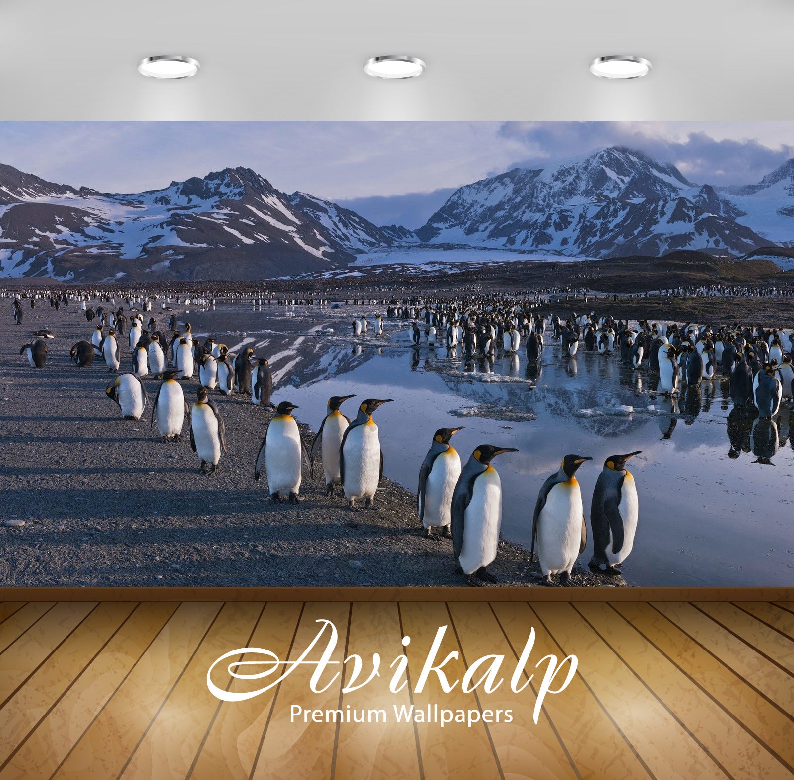 Avikalp Exclusive Awi2510 Colony Of King Penguin Aptenodytes Patagonicus Full HD Wallpapers for Livi