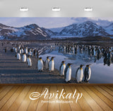Avikalp Exclusive Awi2510 Colony Of King Penguin Aptenodytes Patagonicus Full HD Wallpapers for Livi