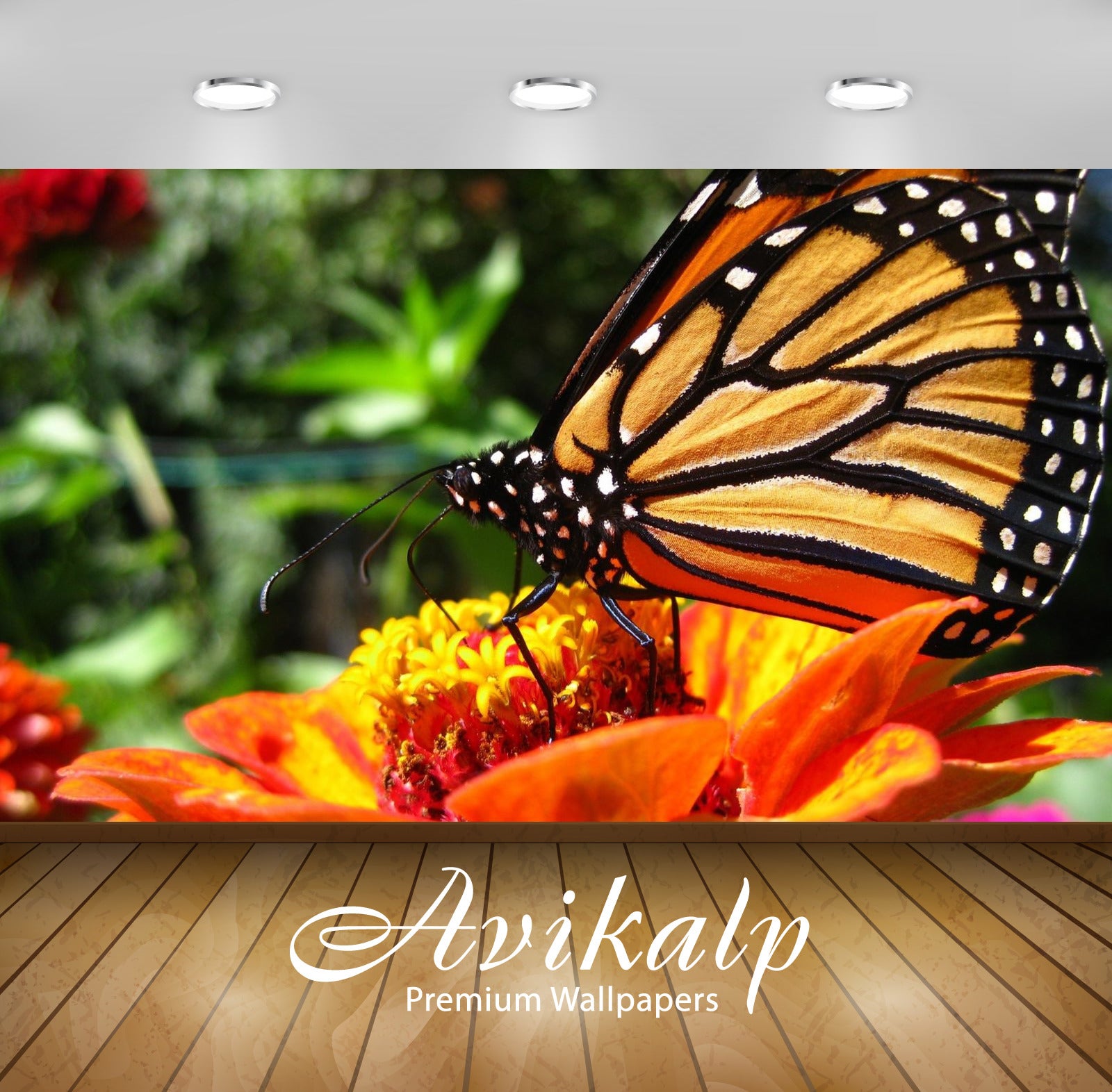 Avikalp Exclusive Awi2513 Colorful Butterfly On Orange Flower Full HD Wallpapers for Living room, Ha