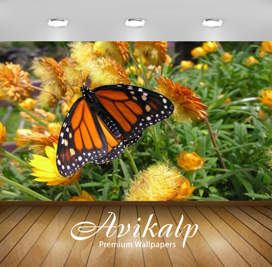 Avikalp Exclusive Awi2514 Colorful Butterfly On Yellow Flowers Full HD Wallpapers for Living room, H