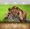 Avikalp Exclusive Awi2542 Cute Young Lion Lying On A Rock Full HD Wallpapers for Living room, Hall,
