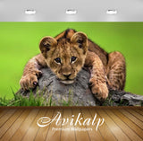 Avikalp Exclusive Awi2542 Cute Young Lion Lying On A Rock Full HD Wallpapers for Living room, Hall,