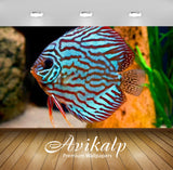 Avikalp Exclusive Awi2557 Discus Fish For Sale Look For Colour Full HD Wallpapers for Living room, H