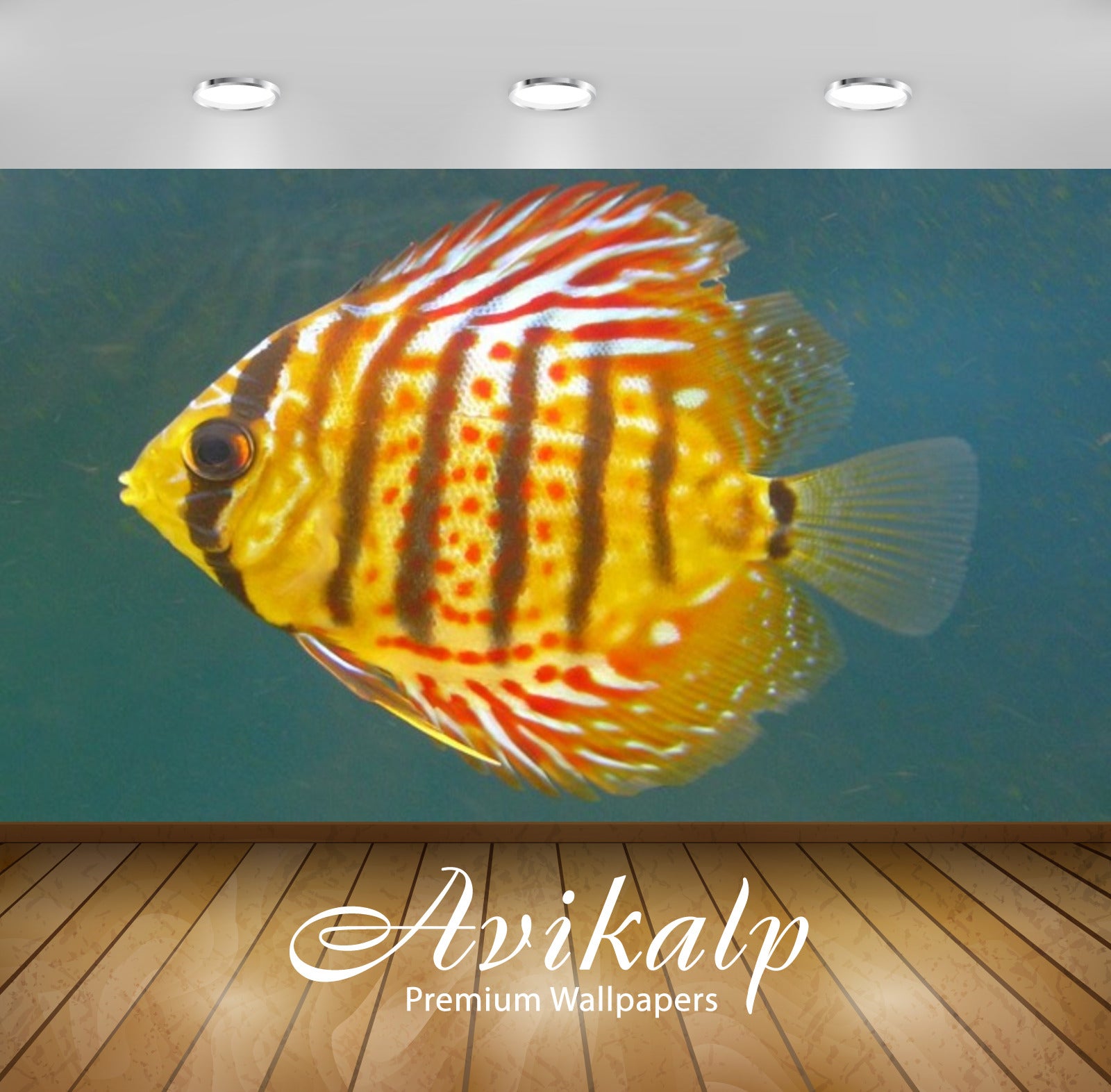 Avikalp Exclusive Awi2558 Discus Symphysodon Aequifasciatus Cichlid From The Amazon Tropical Fish Fu