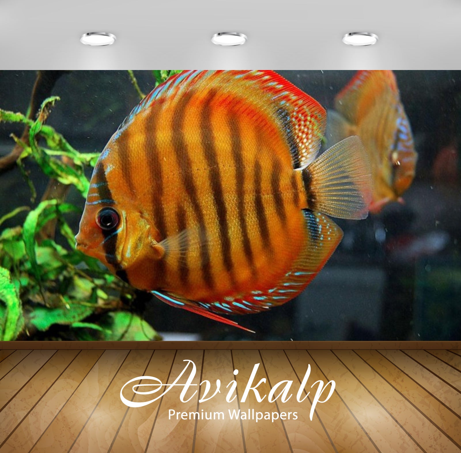 Avikalp Exclusive Awi2559 Discus Turquoise Red Symphysodon Aequifasciatus Aquarium Fish Full HD Wall