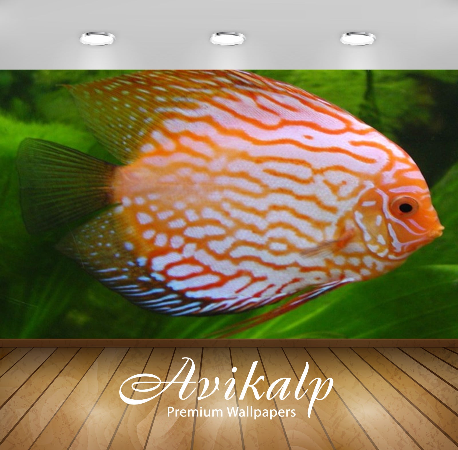 Avikalp Exclusive Awi2560 Diskus Tropical Fish Full HD Wallpapers for Living room, Hall, Kids Room,
