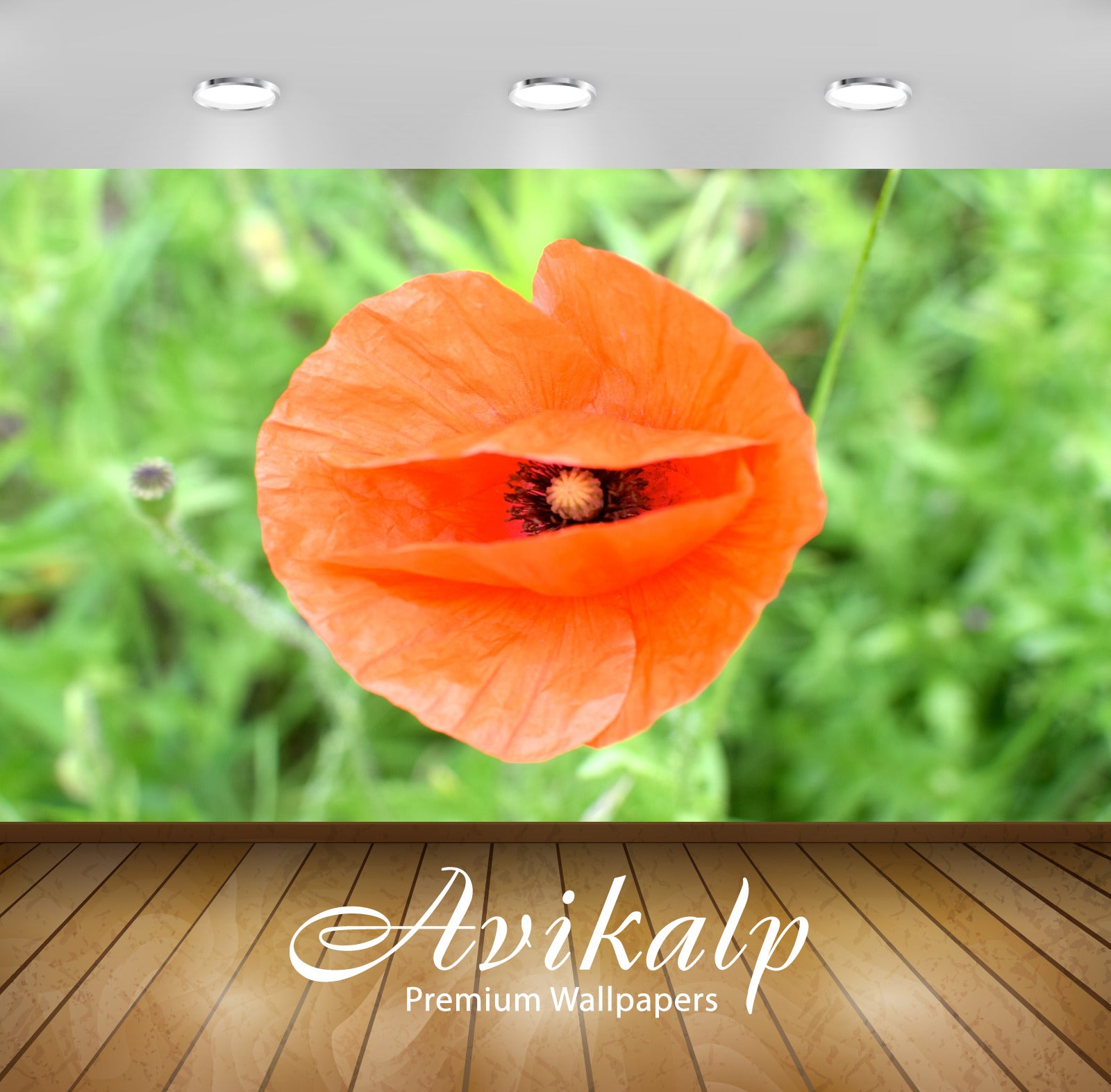 Avikalp Exclusive Premium poppy HD Wallpapers for Living room, Hall, Kids Room, Kitchen, TV Backgrou