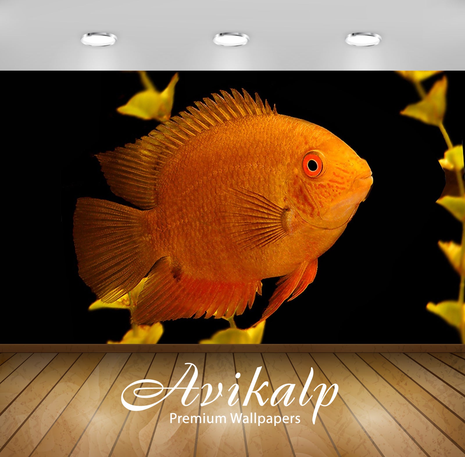 Avikalp Exclusive Awi2674 Gold Severum Fish Full HD Wallpapers for Living room, Hall, Kids Room, Kit