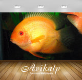Avikalp Exclusive Awi2676 Golden Severumheros Severusbanded Cichlid Fish Full HD Wallpapers for Livi