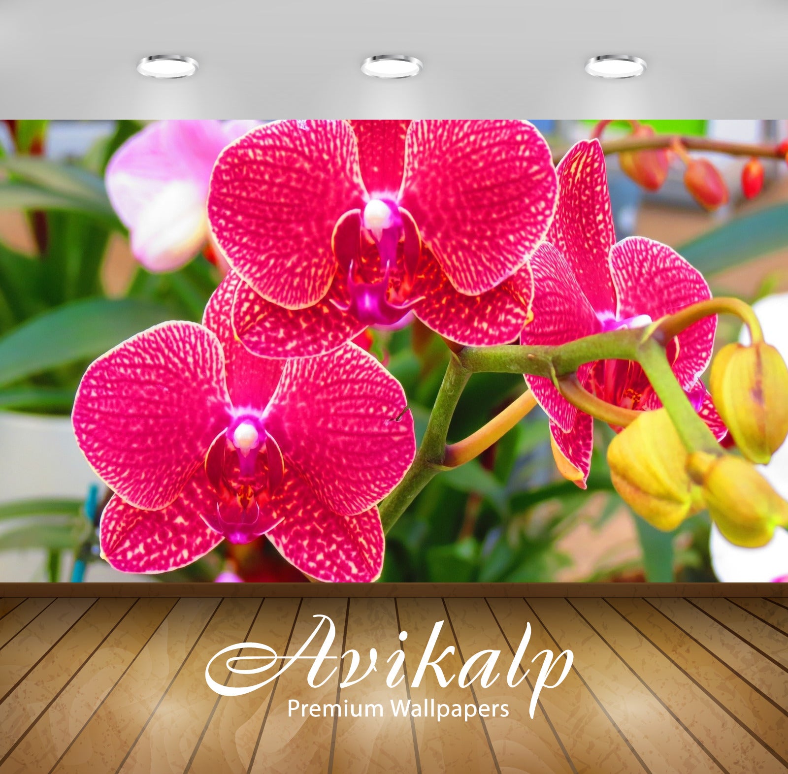Avikalp Exclusive Awi2707 Flower Pink Orchid Full HD Wallpapers for Living room, Hall, Kids Room, Ki