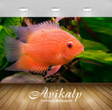 Avikalp Exclusive Awi2714 Heros Efasciatus A Tropical Freshwater Cichlid Fish In South America Full