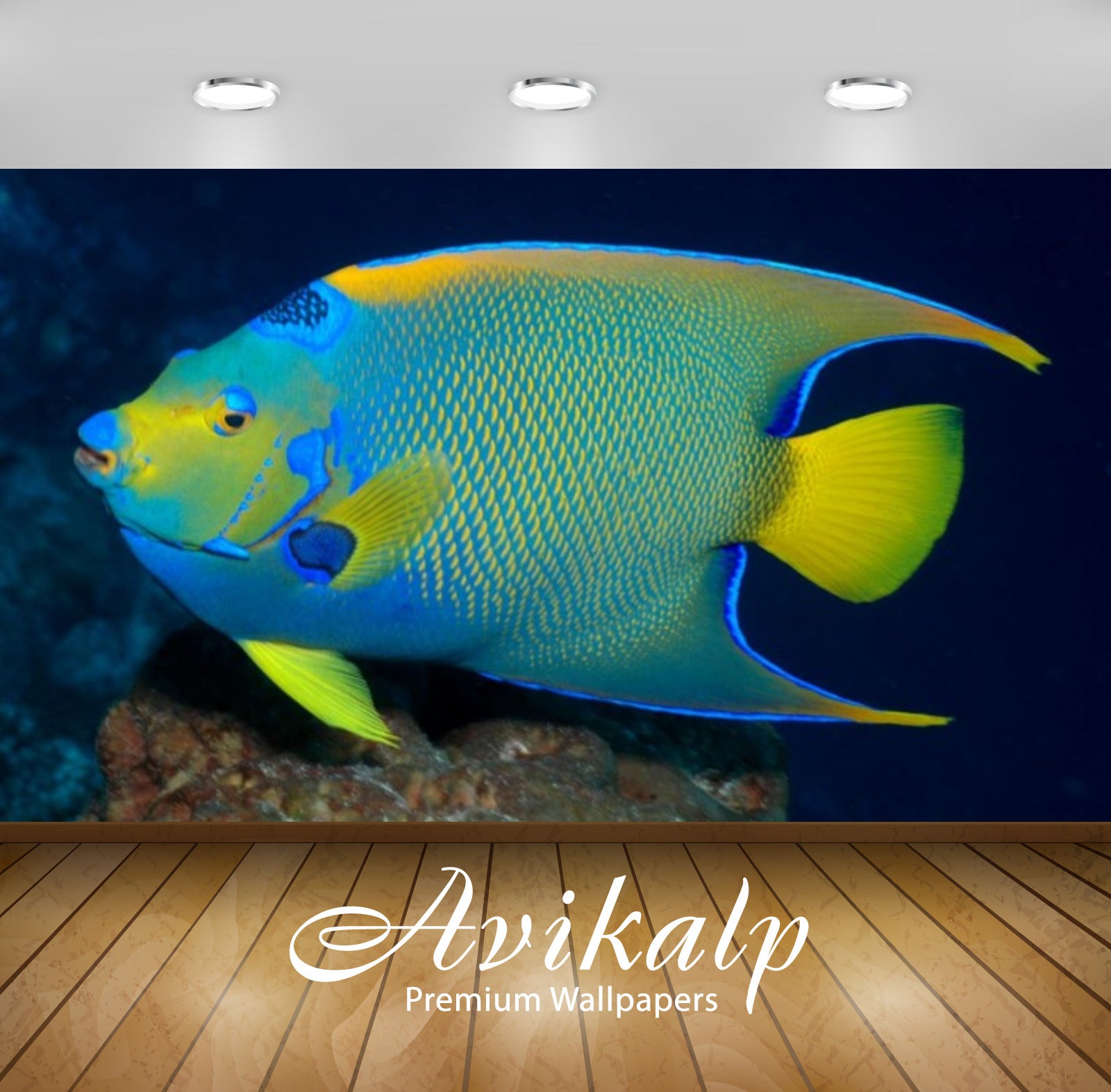 Avikalp Exclusive Awi2716 Holocanthus Bermudensis Bermuda Blue Angelfish Full HD Wallpapers for Livi