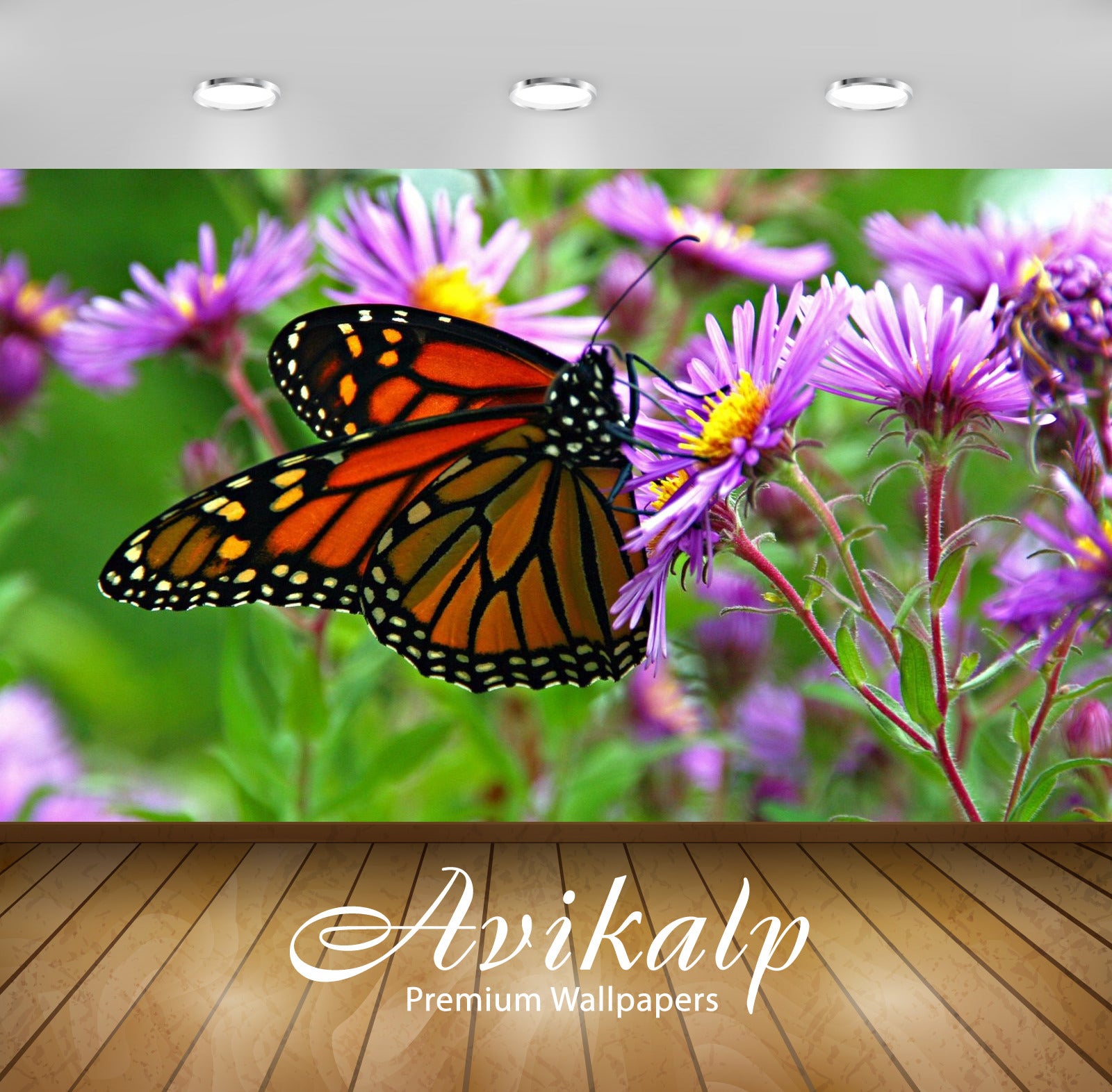 Avikalp Exclusive Awi2735 Insect Monarch Butterfly On Purple Flowers Full HD Wallpapers for Living r