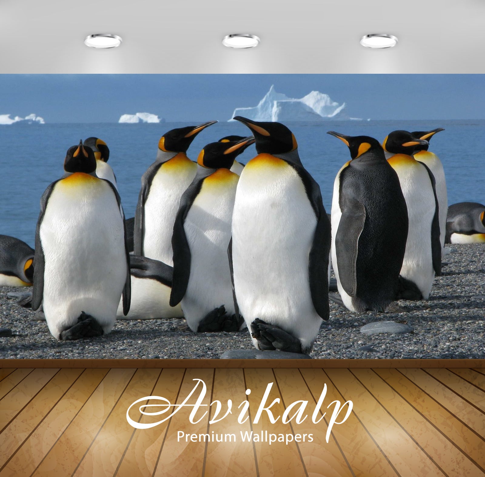 Avikalp Exclusive Awi2753 King Penguins Aptenodytes Patagonicus Full HD Wallpapers for Living room,
