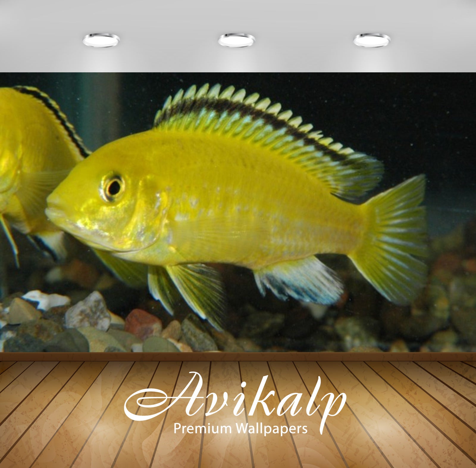 Avikalp Exclusive Awi2763 Labidochromis Electric Yellow Fish Full HD Wallpapers for Living room, Hal