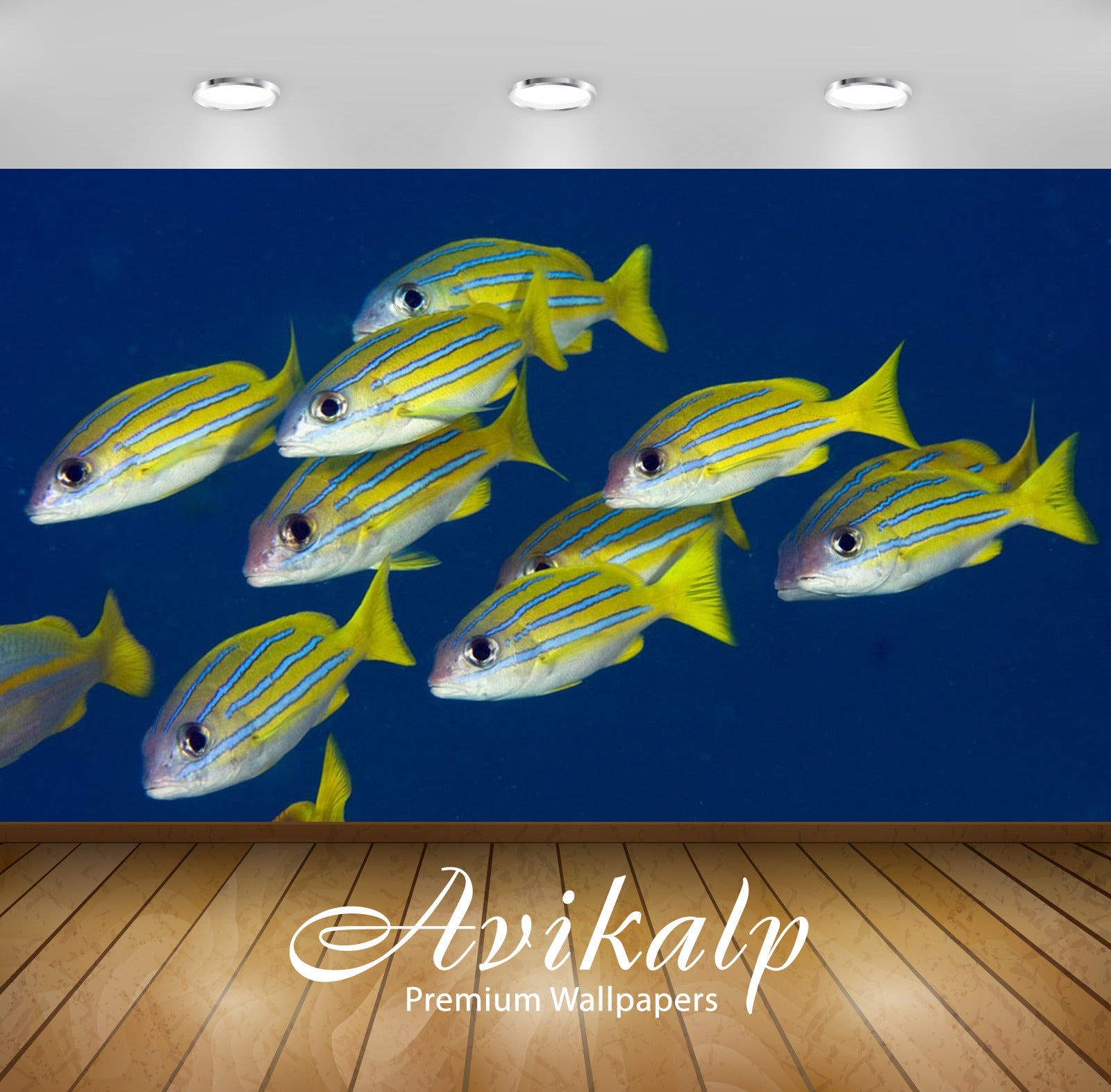 Avikalp Exclusive Awi2807 Lutjanus Kasmira Bluestripe Snapper School Raja Ampat West Papua Fish Full