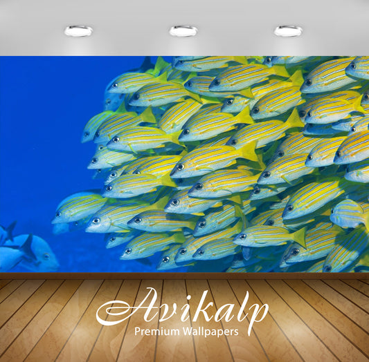 Avikalp Exclusive Awi2809 Lutjanus Quinquelineatus Is A Kind Of Fish They Lutjanidae. This Species L