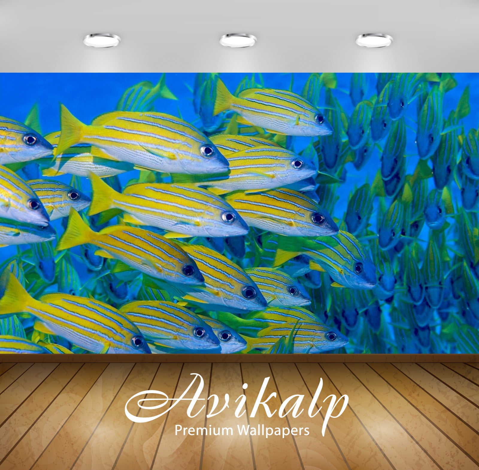 Avikalp Exclusive Awi2810 Lutjanus Quinquelineatus Maldives Yellow Fish Full HD Wallpapers for Livin