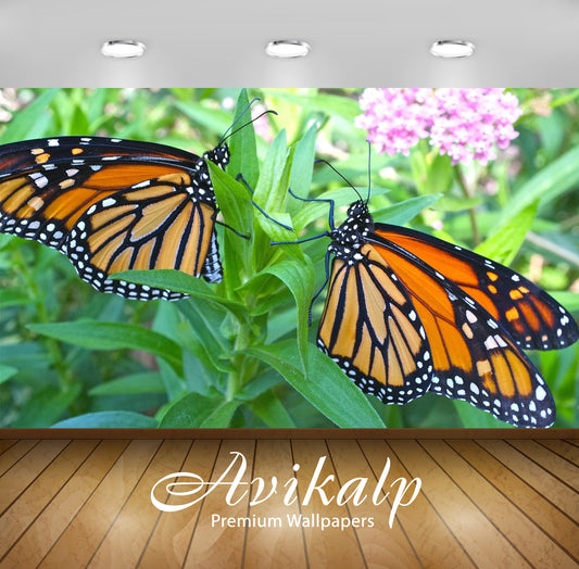 Avikalp Exclusive Awi2817 Male And Female Monarch Butterflies On A Flower Full HD Wallpapers for Liv