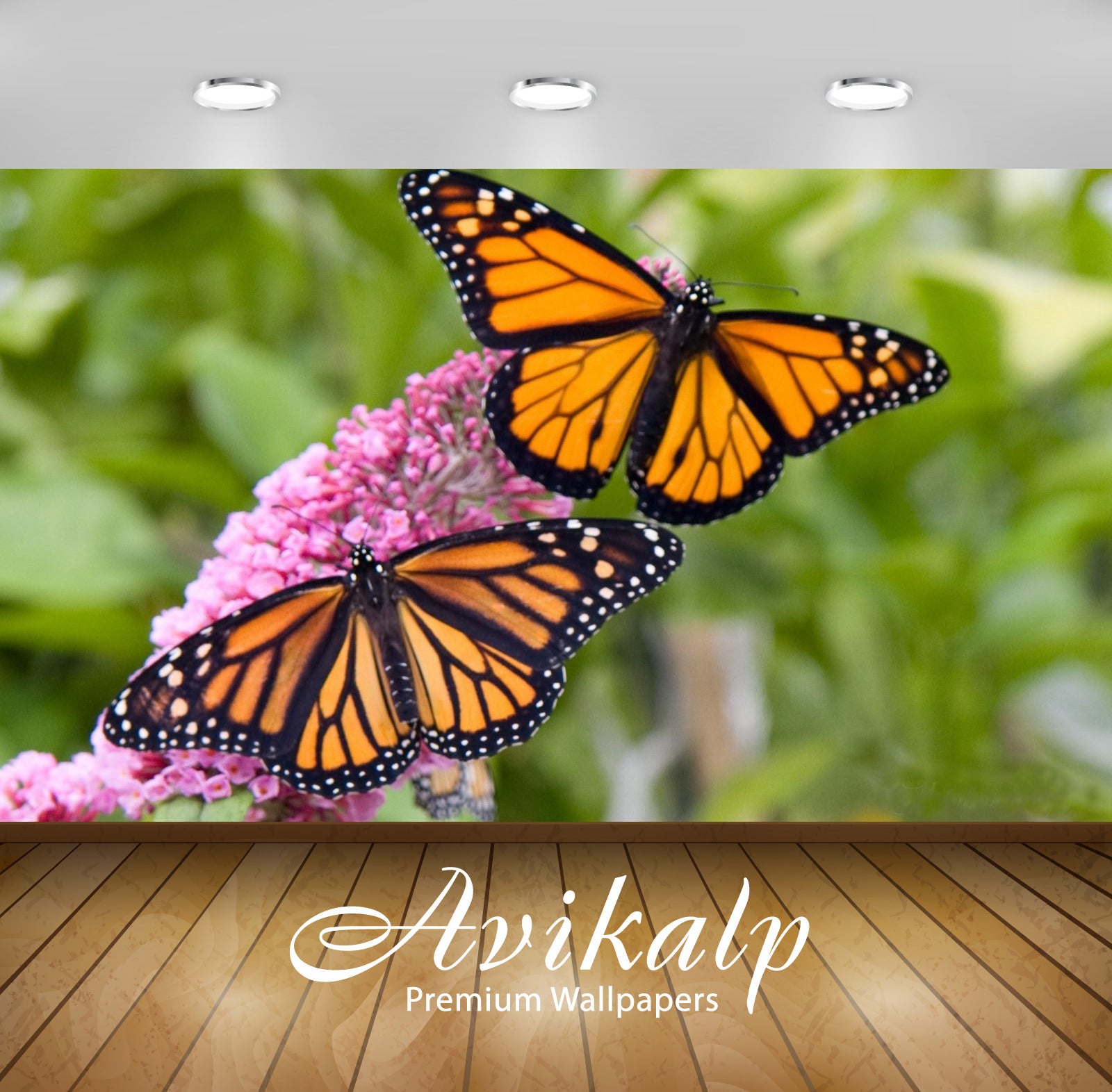 Avikalp Exclusive Awi2818 Male And Female Monarch Butterfly On Pink Flowers Full HD Wallpapers for L