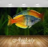 Avikalp Exclusive Awi2822 Melanotaenia Boesemani Adult Male Fish Full HD Wallpapers for Living room,