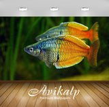 Avikalp Exclusive Awi2823 Melanotaenia Boesemani Freshwater Aquarium Fish Full HD Wallpapers for Liv