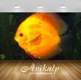 Avikalp Exclusive Awi2891 Orange Discus Fish Symphysodon Aequifasciatus Full HD Wallpapers for Livin